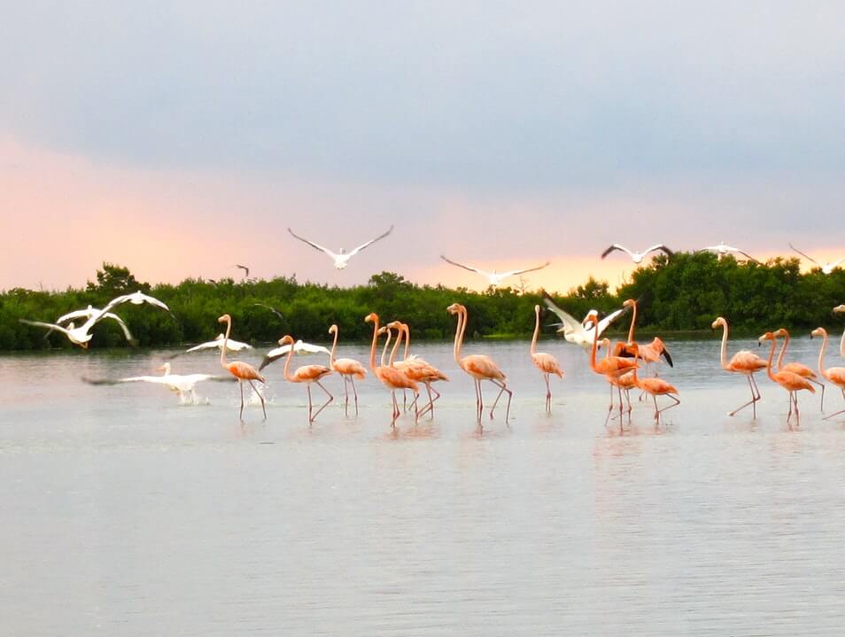 ria lagartos yucatan tour