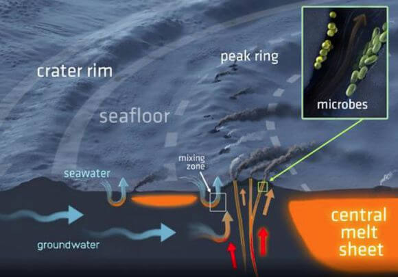 The ancient underground ecosystem was revealed in a rock core mined from the peak ring of the Chicxulub crater.